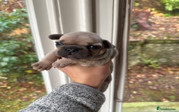 French Bulldog dogs for sale: Home Breed French Bulldog  - Advert 7