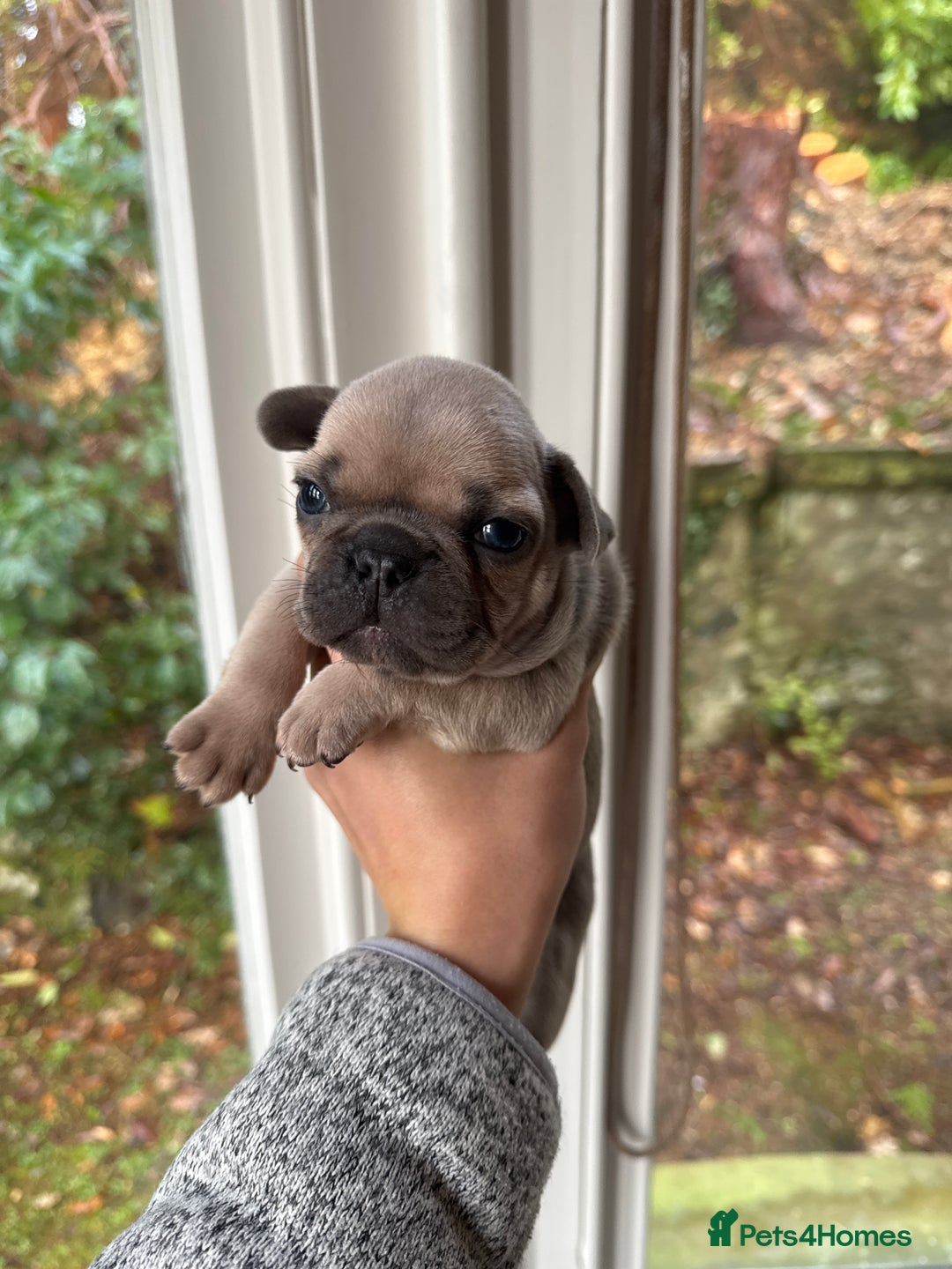 French Bulldog dogs for sale: Home Breed French Bulldog  - Advert 7