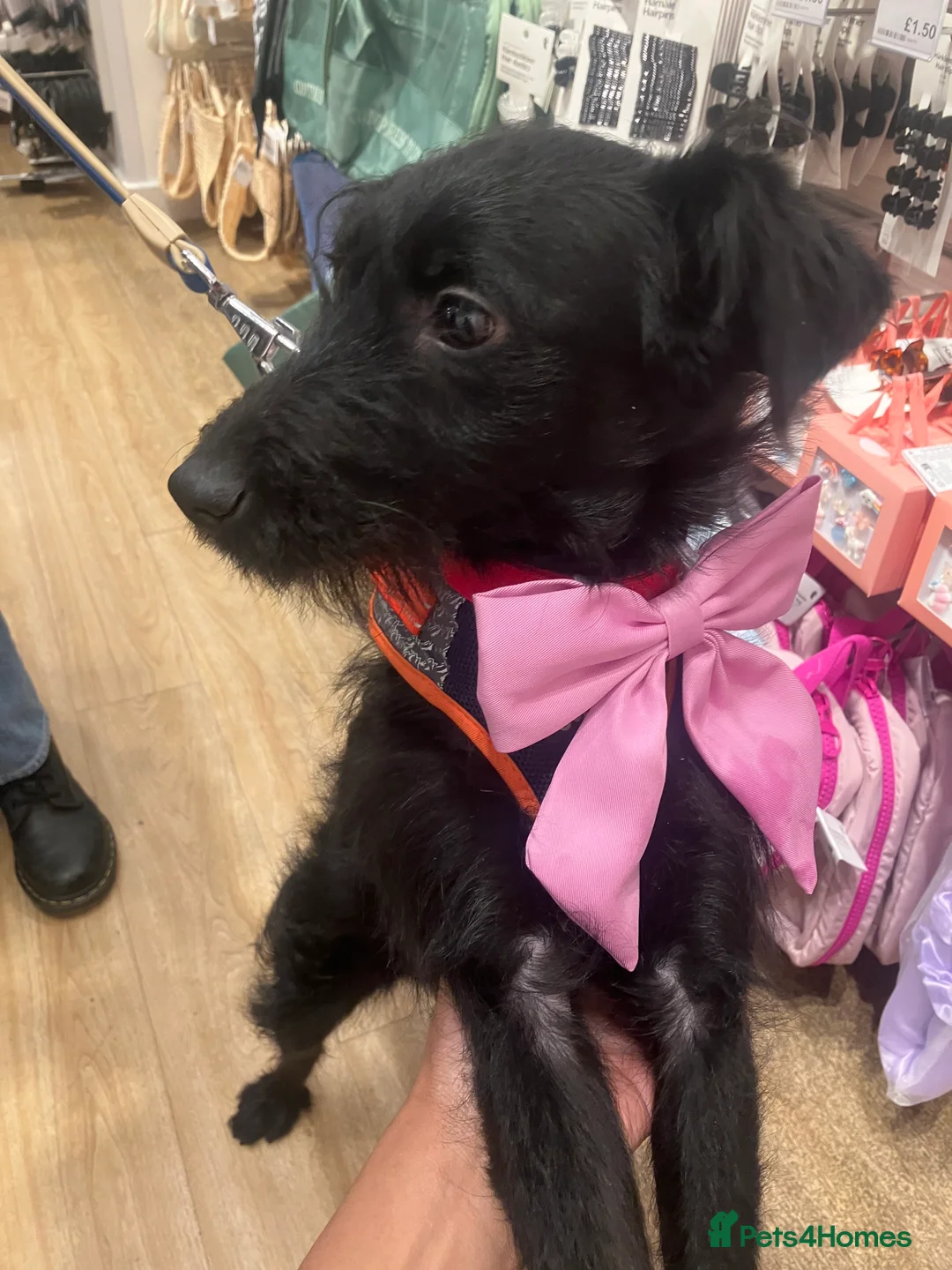 Labradoodle dogs for sale: Kind and lovable Labradoodle  - Advert 3