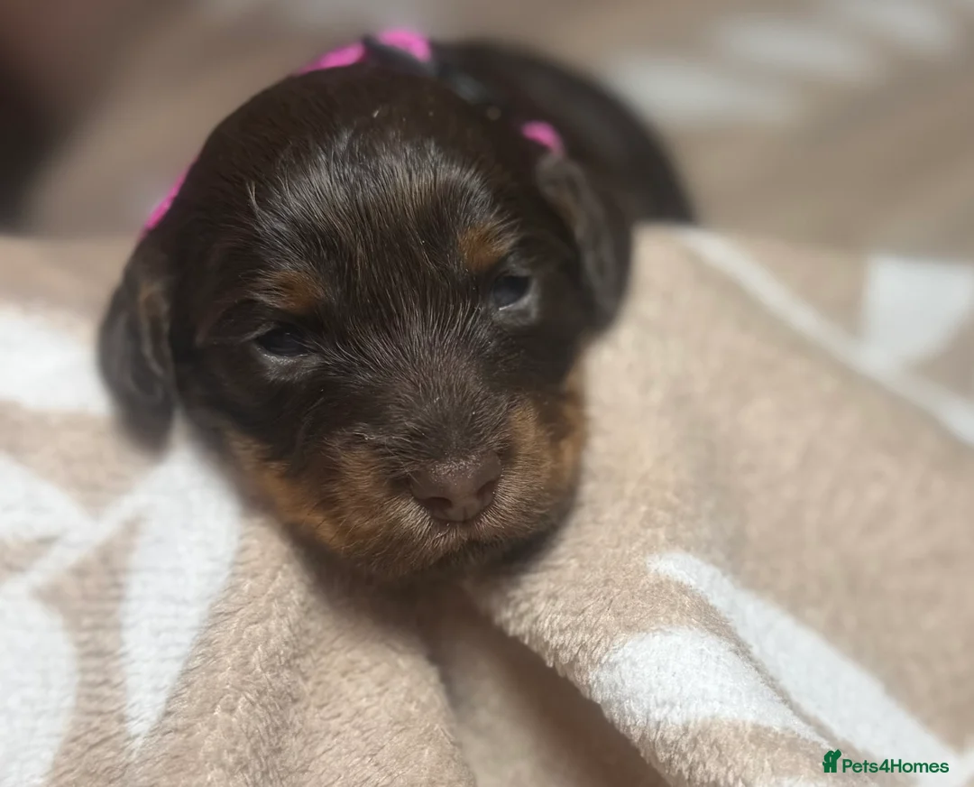 Cockapoo dogs for sale: Brown and tan cockapoos - Advert 10