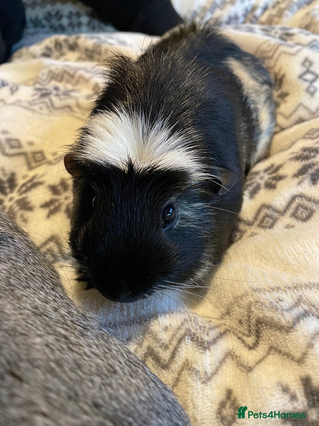 Guinea Pig rodents for sale: Nibbles & munchies  - Advert 3