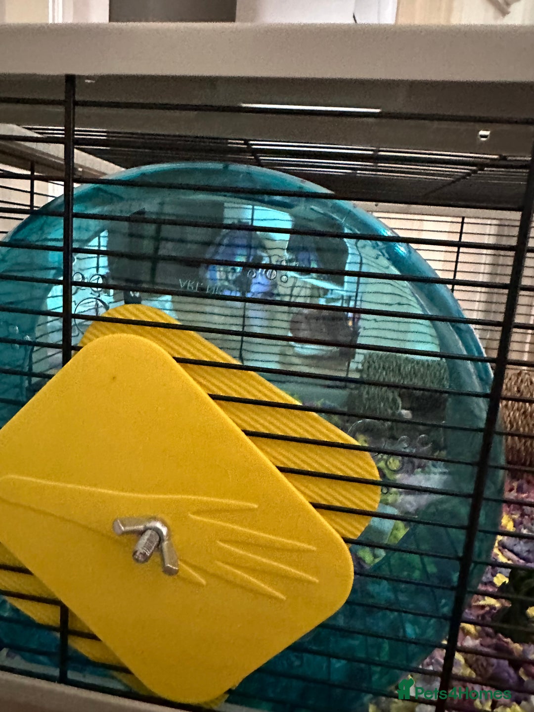 Hamster rodents for sale: Beautiful golden Syrian shorthair hamster Nibbles - Advert 9