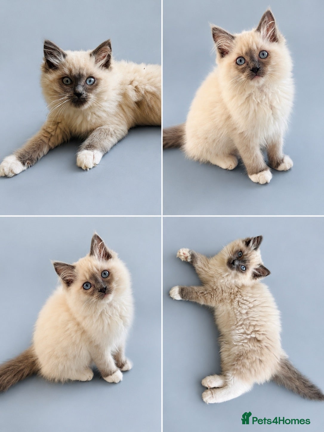 Ragdoll cats Beautiful Ragdoll kittens 5 ⭐️ licensed breeder  - Advert 4