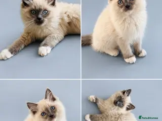 Ragdoll cats Beautiful Ragdoll kittens 5 ⭐️ licensed breeder - Advert 4