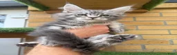 Maine Coon cats for sale: Black smoke Maine coon kittens champion blood line - Advert 17