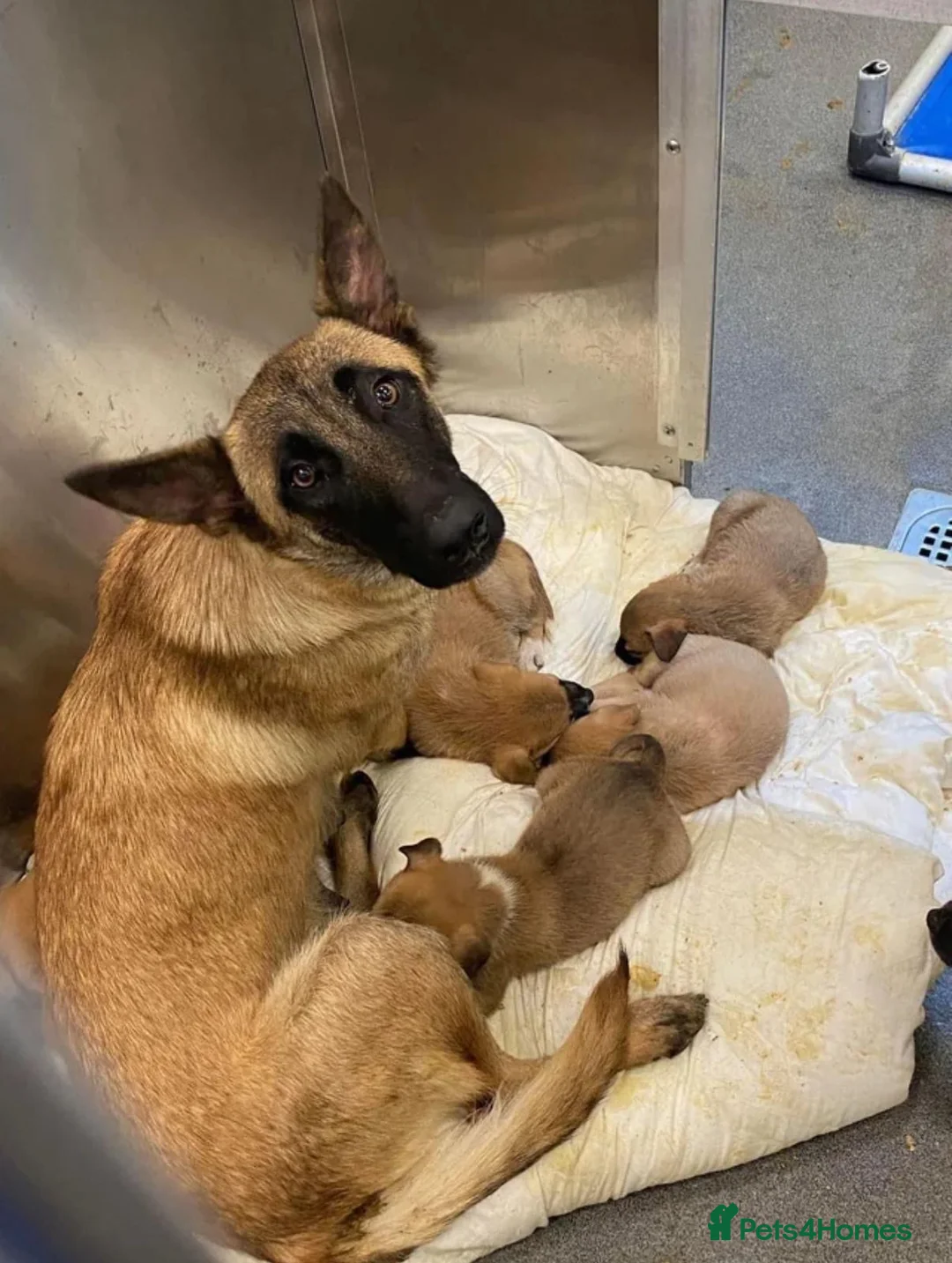 Belgian Shepherd Dog dogs for sale: Belgian Malinois puppies - 6 months old in Tonbridge - Advert 2
