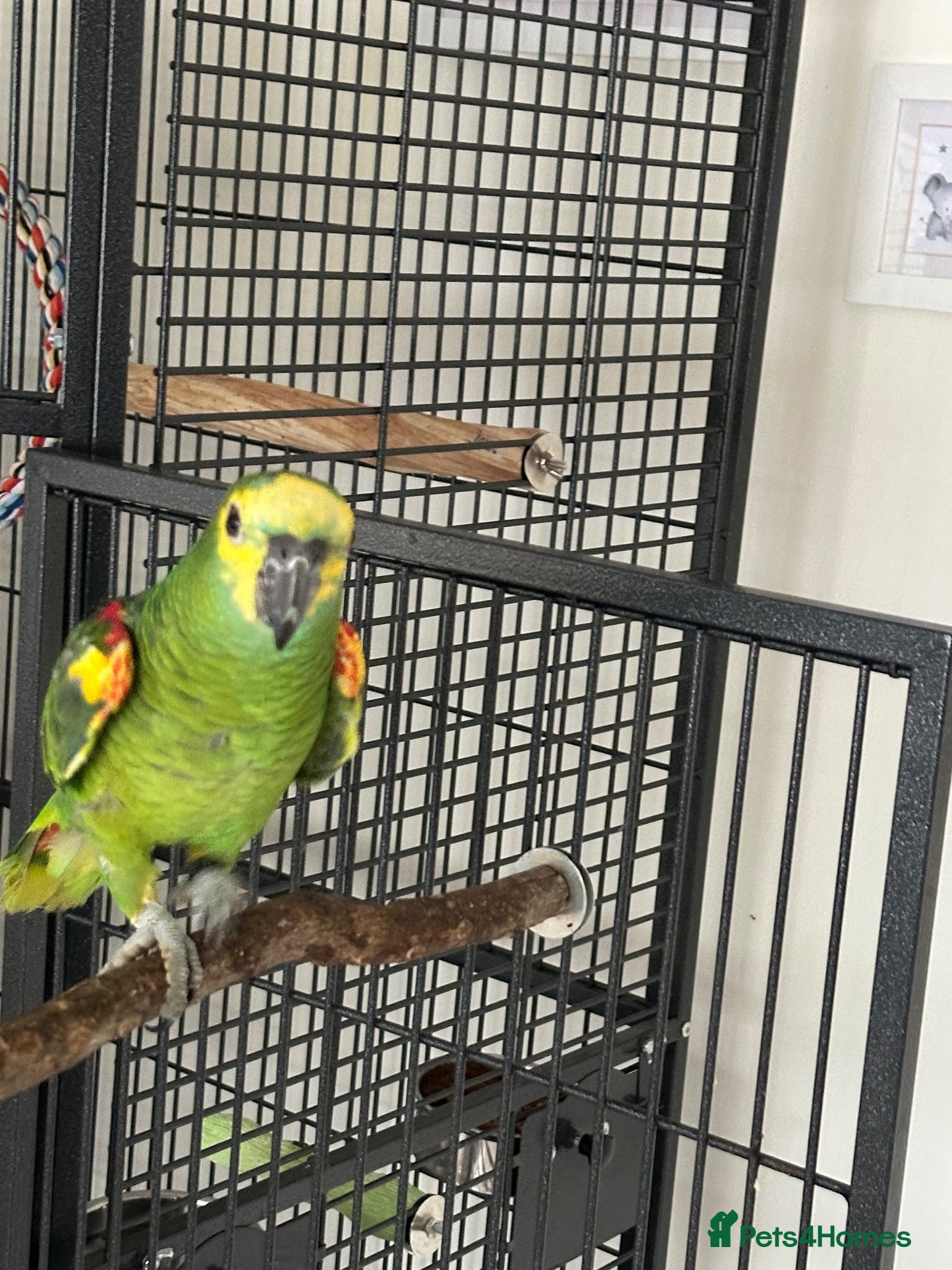 Parrots birds Blue Fronted Amazon - Advert 1