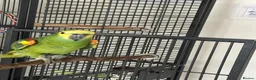 Parrots birds for sale: Blue Fronted Amazon in Colchester - Advert 1