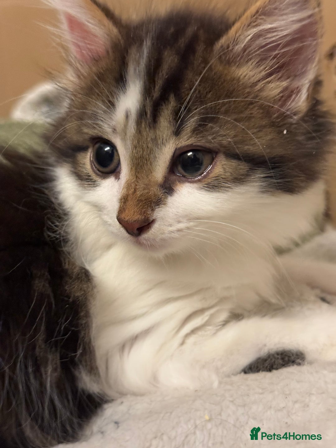 Mixed Breed cats for sale: Kittens for sale  - Image 3