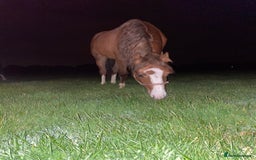 Welsh Section C horses for sale: colt for sale  - Image 12