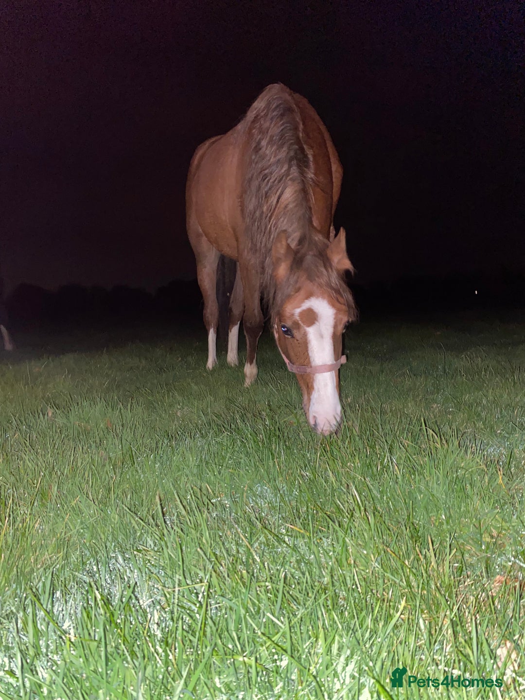 Welsh Section C horses for sale: colt for sale  - Image 12