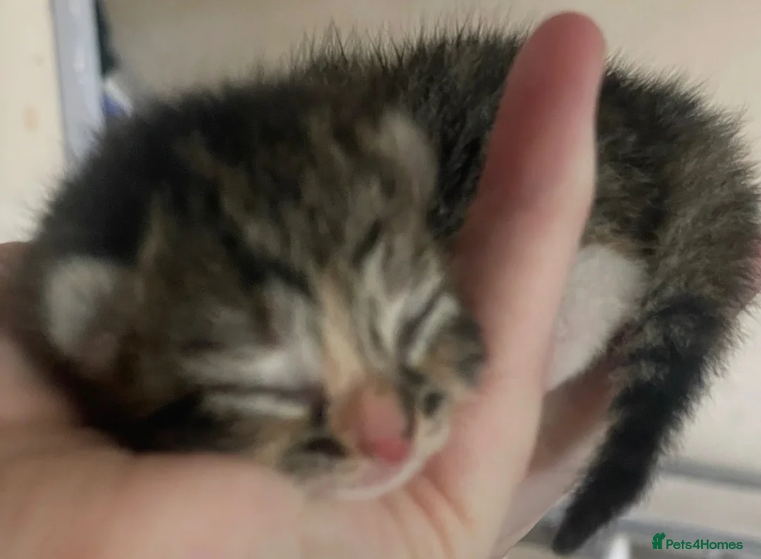Mixed Breed cats for sale: Beautiful kittens looking for new homes ❤️  in Bootle - Advert 9