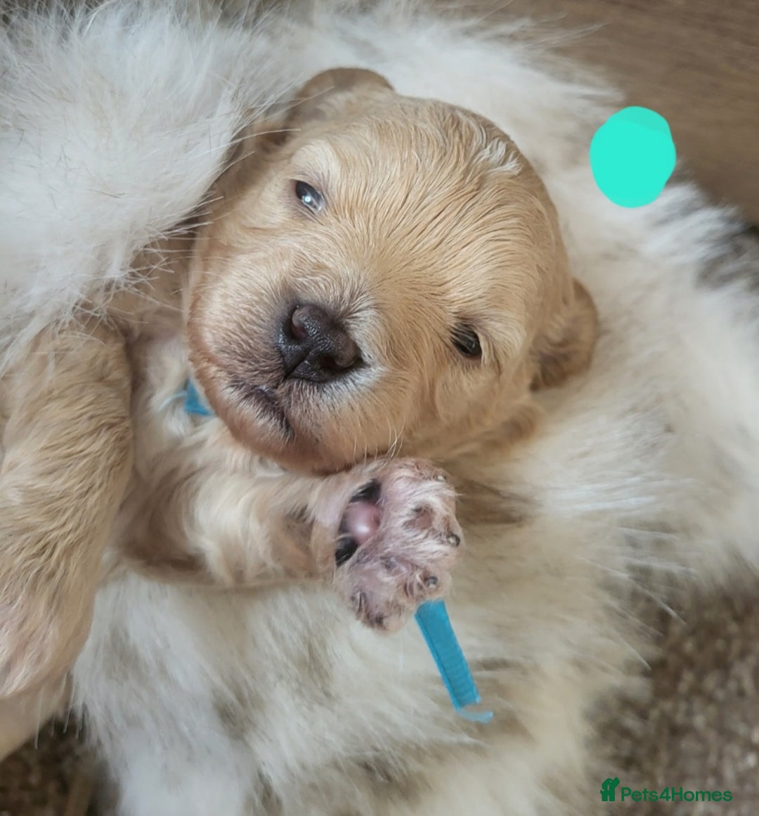 Maltipoo dogs for sale: Toy maltipoo puppies  - Advert 9