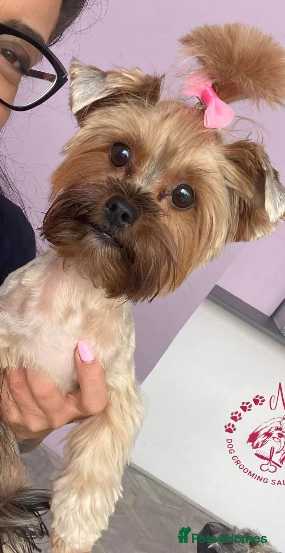 Yorkshire Terrier dogs for sale:  Yorkshire Terrier Puppies  - Advert 2