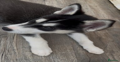 Utonagan dogs - Advert 5