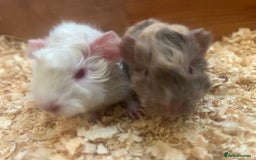 Guinea Pig rodents for sale: Litter of 6 beautiful baby Abyssinian guinea pigs - Image 3