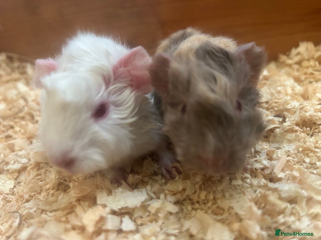 Guinea Pig rodents for sale: Litter of 6 beautiful baby Abyssinian guinea pigs - Image 3