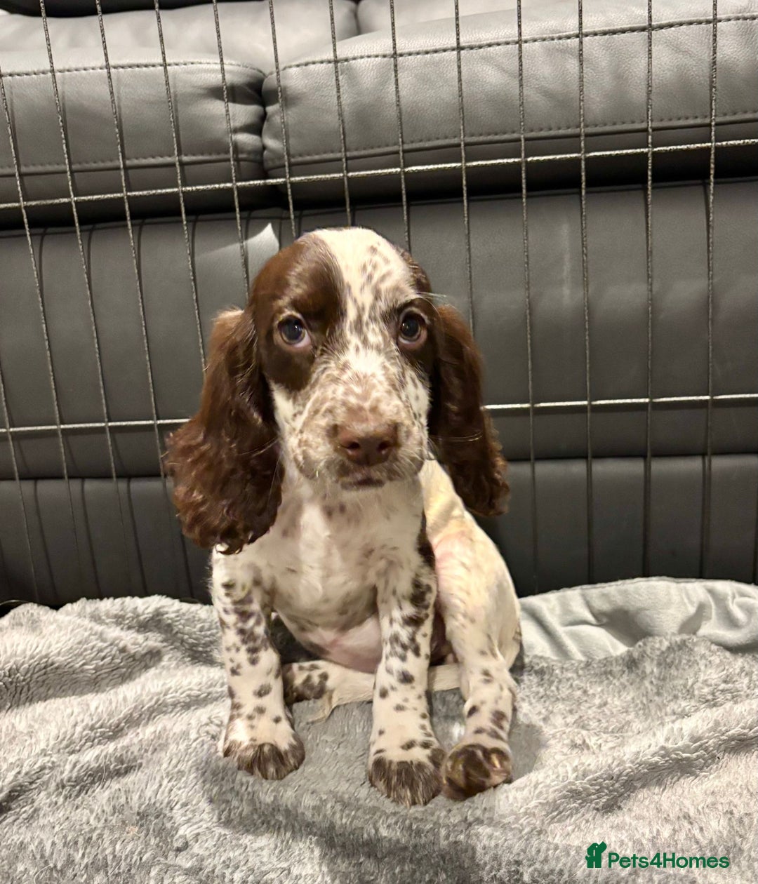 Cocker Spaniel dogs for sale: Cocker Spaniel Puppies Ready Now  - Advert 13