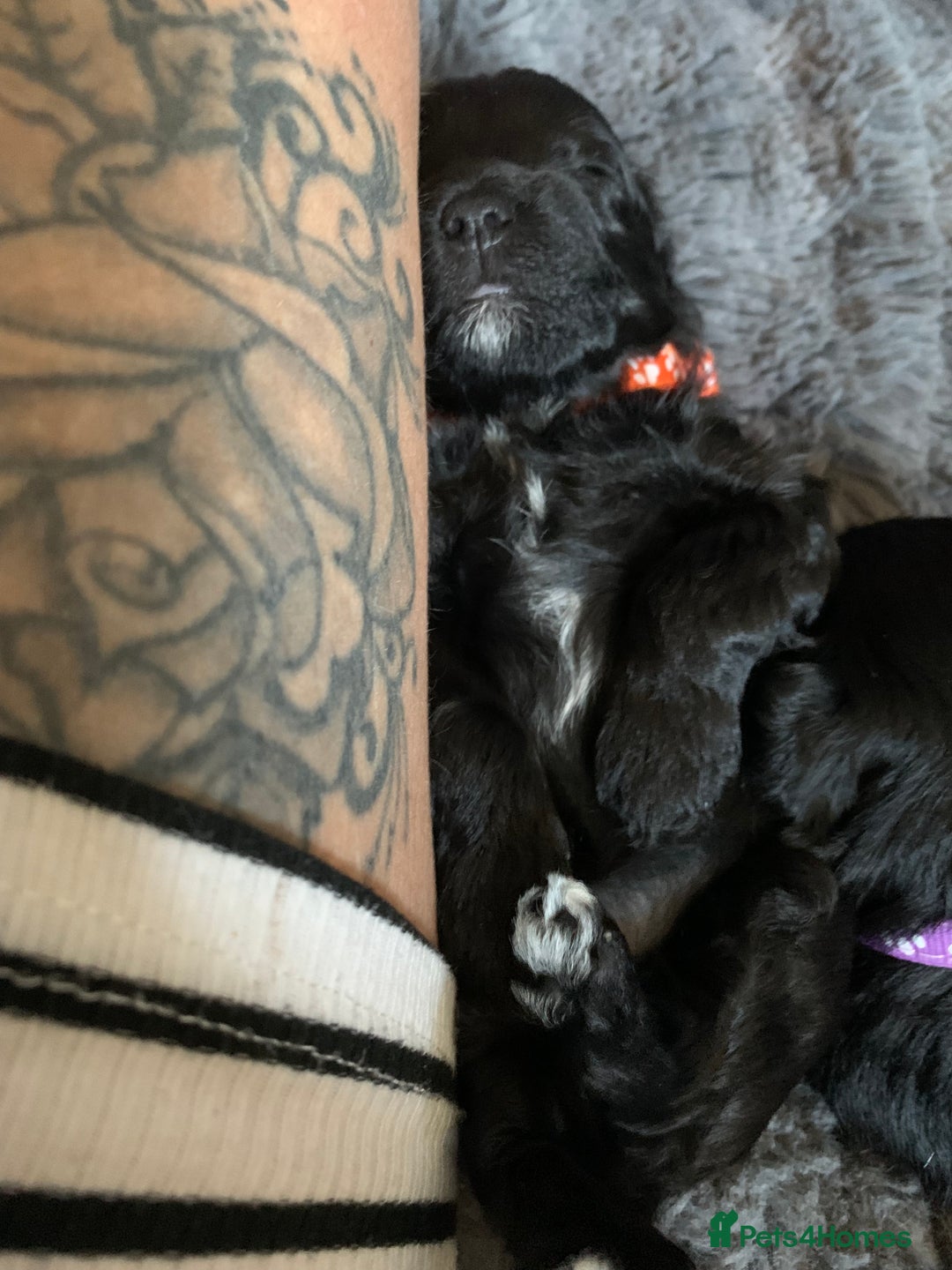 Schnoodle dogs for sale: LAst GIRL REDUCED READY NOW  - Image 21