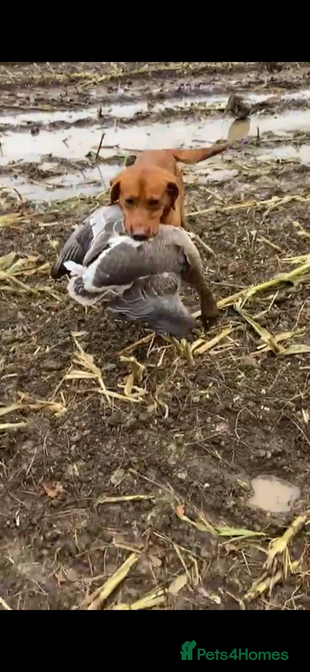 Labrador Retriever dogs for stud: Foxred labrador stud ayrshire - Advert 2
