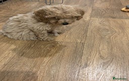 Cavapoo dogs for sale: F1b toy cavapoos  - Image 5