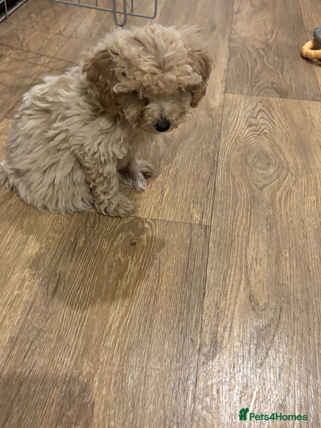 Cavapoo dogs for sale: F1b toy cavapoos  - Image 5