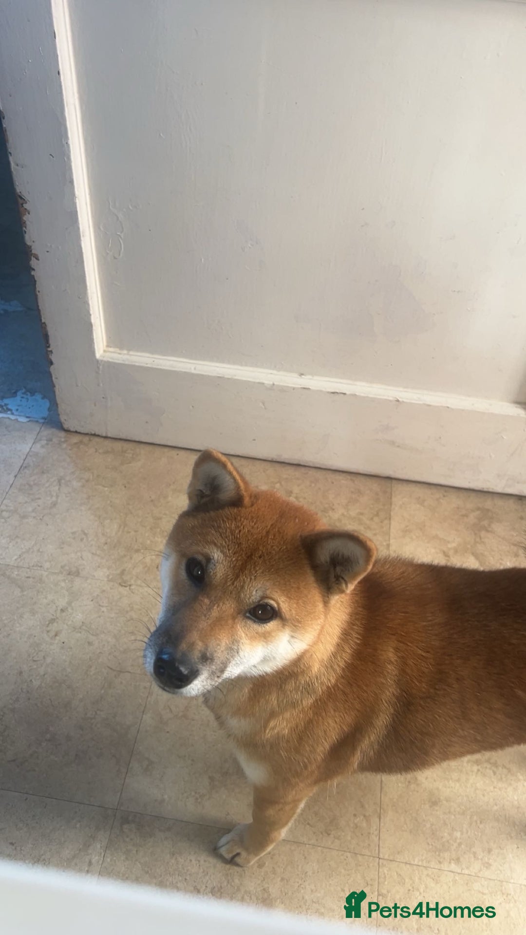 Japanese Shiba Inu dogs for sale: 3yesr old female shiba inu - Image 2