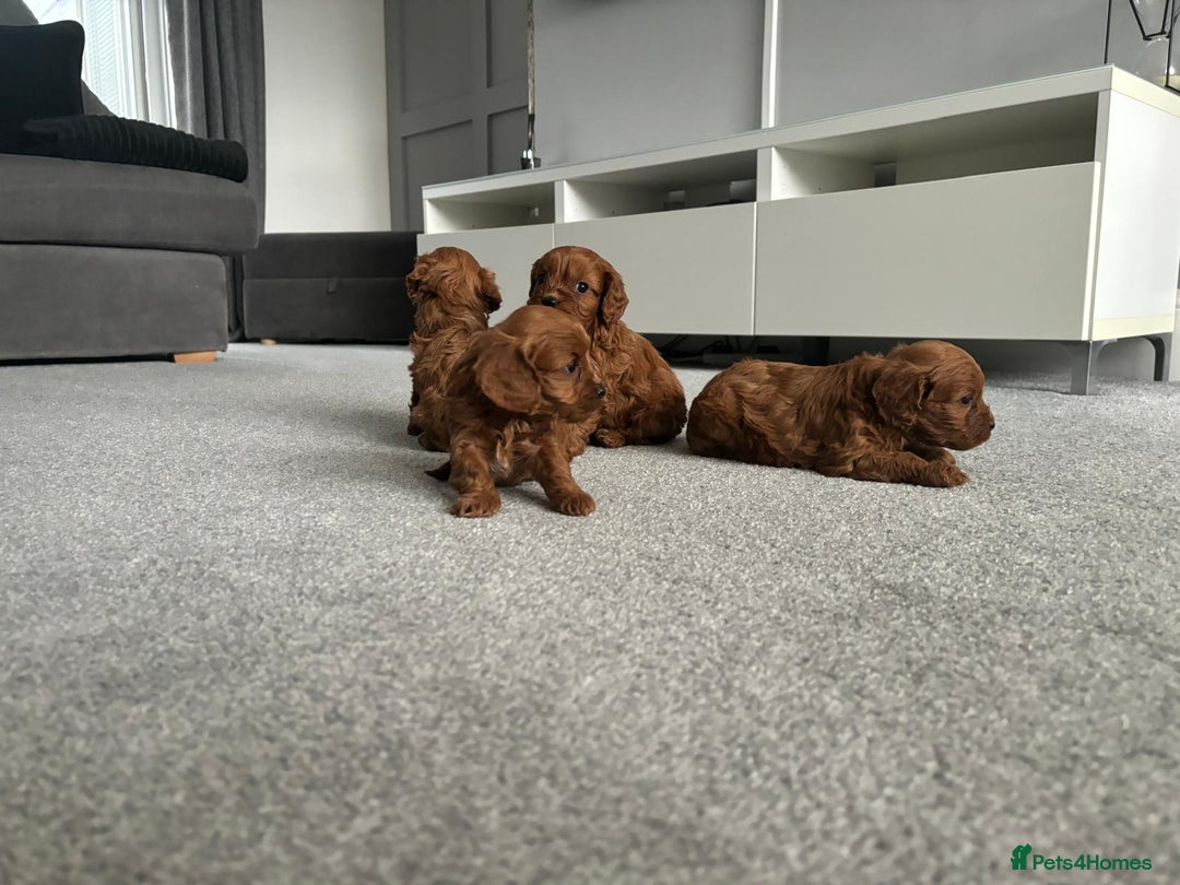 Cavapoo dogs for sale: F1 toy cavapoos health tested  - Image 12