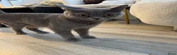 British Shorthair cats for sale: Beautiful British shorthair kittens - Advert 19