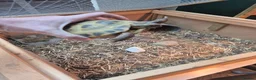 Hermann Tortoise reptiles for sale: 2 Male Hermann Tortoise in Workington - Advert 5