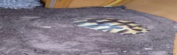 Hermann Tortoise reptiles for sale: Hermann Tortoise needs forever home - Advert 8