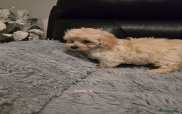 Maltipoo dogs for sale: MALTIPOO PUPPIES FOR SALE - Image 25