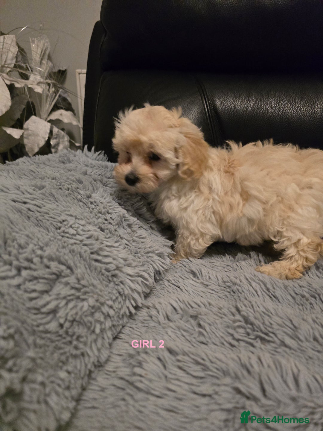 Maltipoo dogs for sale: MALTIPOO PUPPIES FOR SALE - Image 25