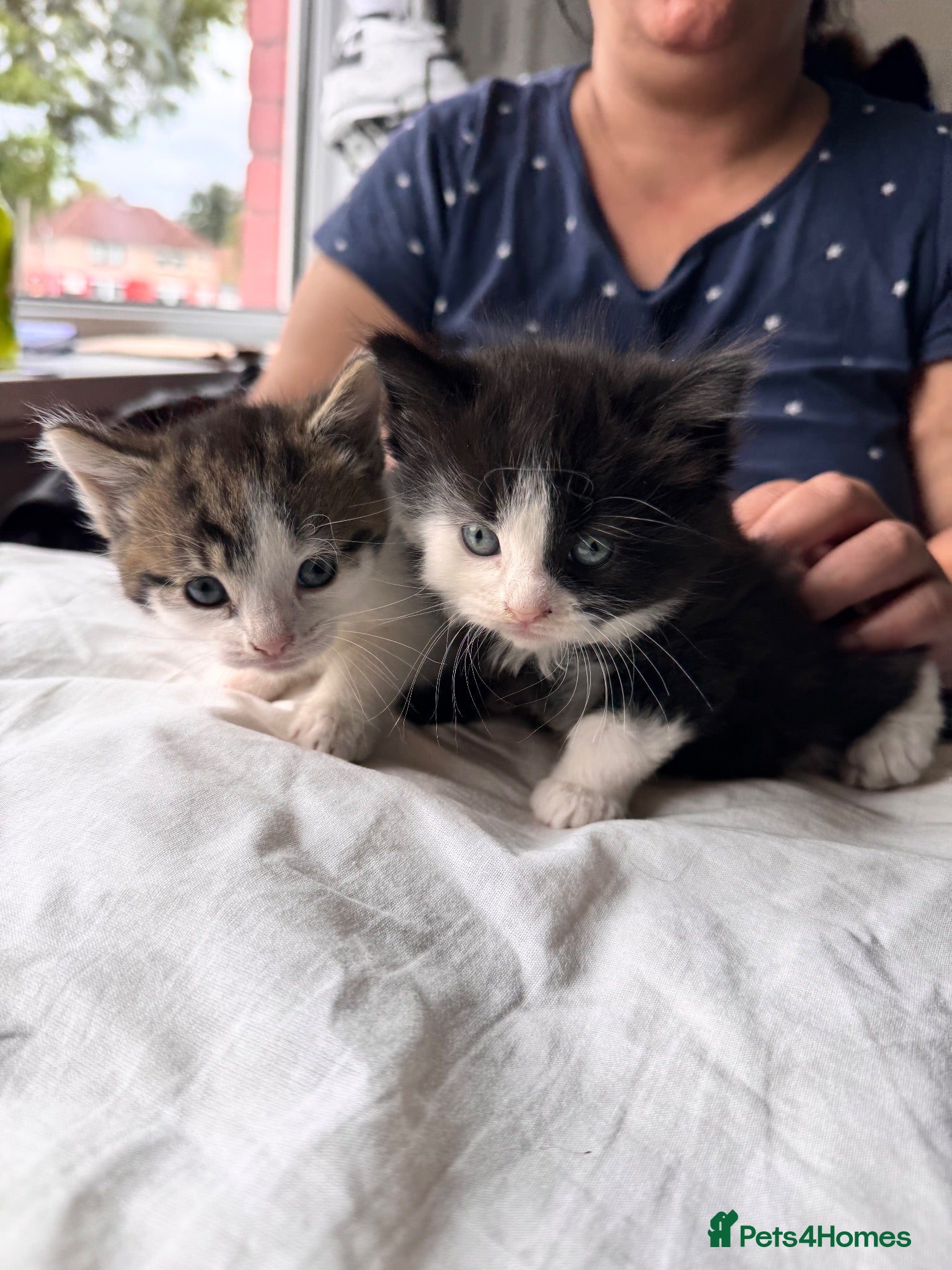 Mixed Breed cats Beautiful kittens - Advert 2