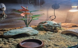 Gecko reptiles for sale: Leopard Gecko - Image 4