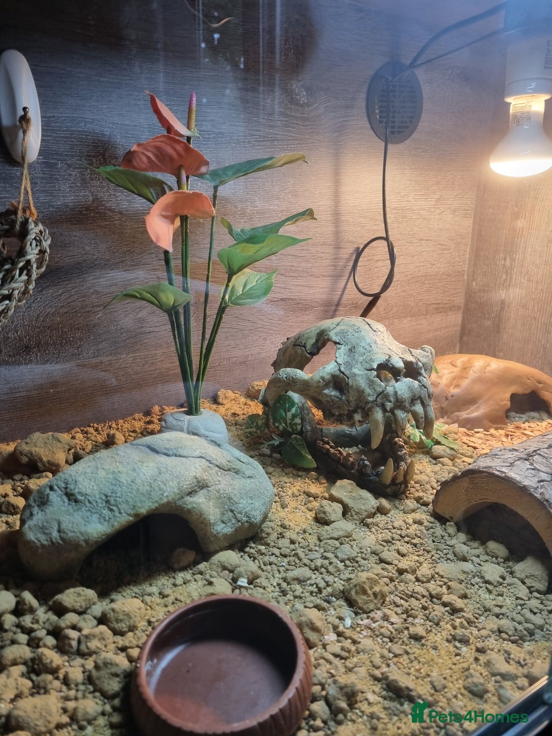 Gecko reptiles for sale: Leopard Gecko - Image 4