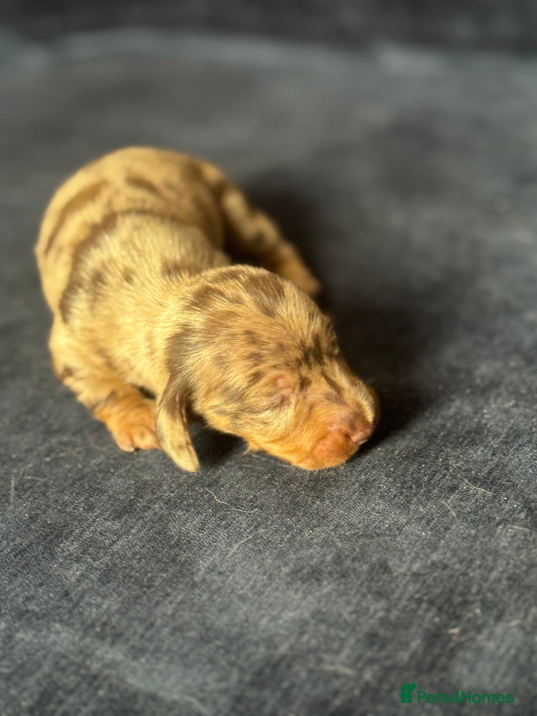 Miniature Dachshund dogs for sale: Miniature dachshund puppies  - Image 5