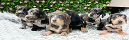 Dachshund dogs for sale: QUALITY LH/SMOOTH MIN DAXIS KC REG PRA CLR - Advert 13