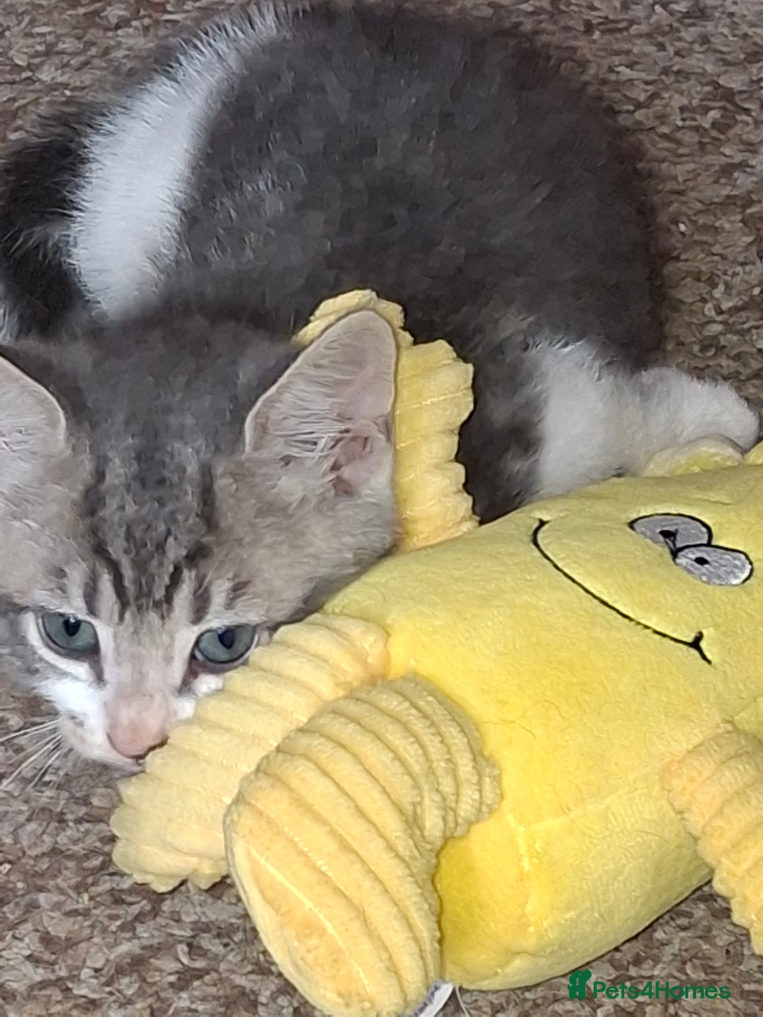 Mixed Breed cats for sale: Gorgeous and rare colour kittens 8weeks ready now - Image 10