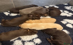 Labrador Retriever dogs for sale: Stunning Rare Coloured Pups Health Tested Parents  - Image 9