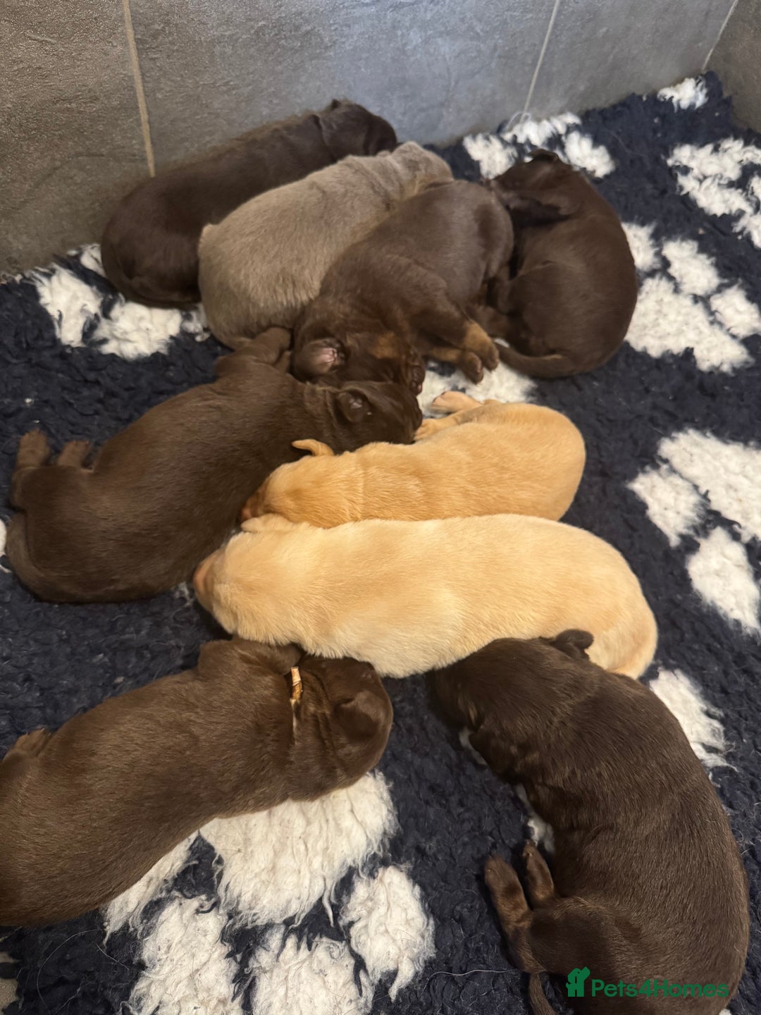 Labrador Retriever dogs for sale: Stunning Rare Coloured Pups Health Tested Parents  - Image 9