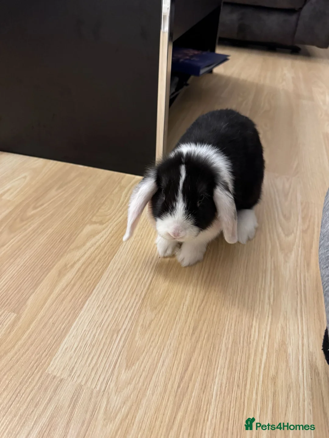 Mini Lop rabbits for sale: 3 x Mini Lop Rabbits in West Wickham - Advert 2