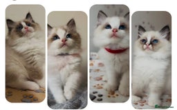 Ragdoll cats for sale: 💙🐾Tica full Pedigree🐾EU Ragdoll 🐱🐾DNA Clear❤️ - Image 1