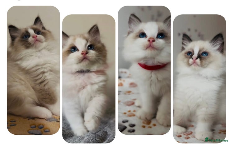 Ragdoll cats - Advert 4