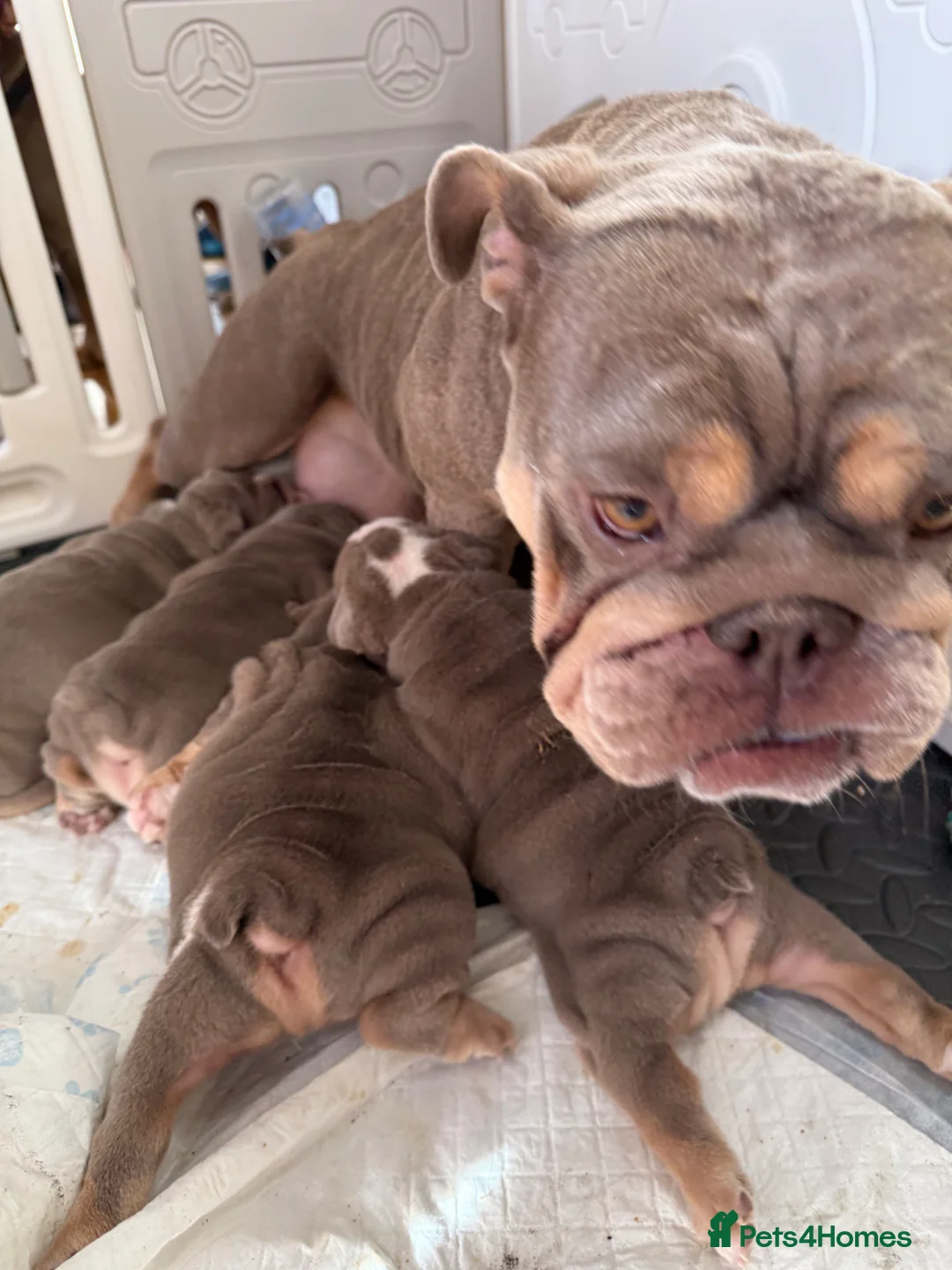 English Bulldog dogs for sale: Stunning English bulldog 2x leo lines - Advert 2