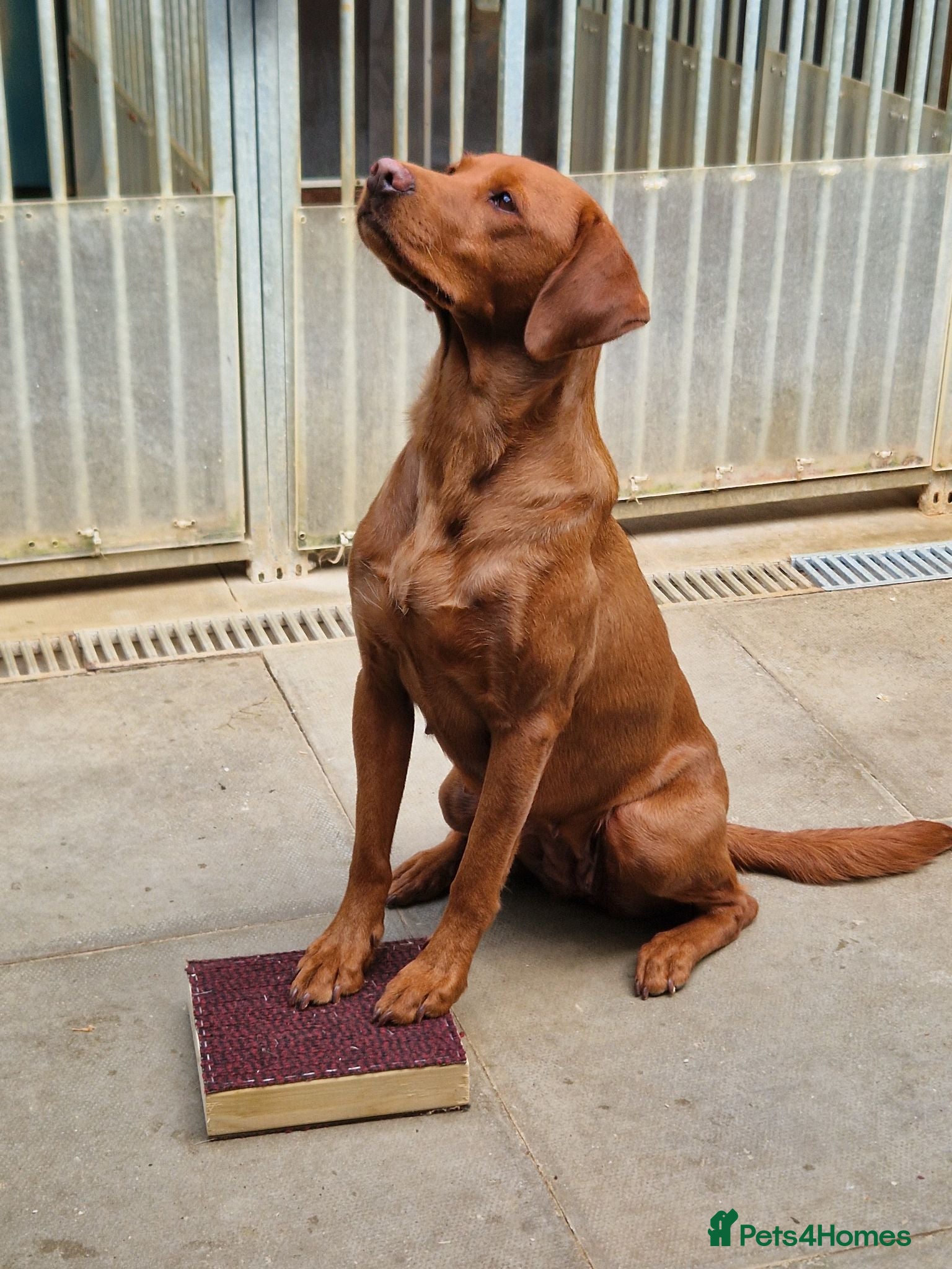 Labrador Retriever dogs Beautiful Fox Red Boys - Advert 2