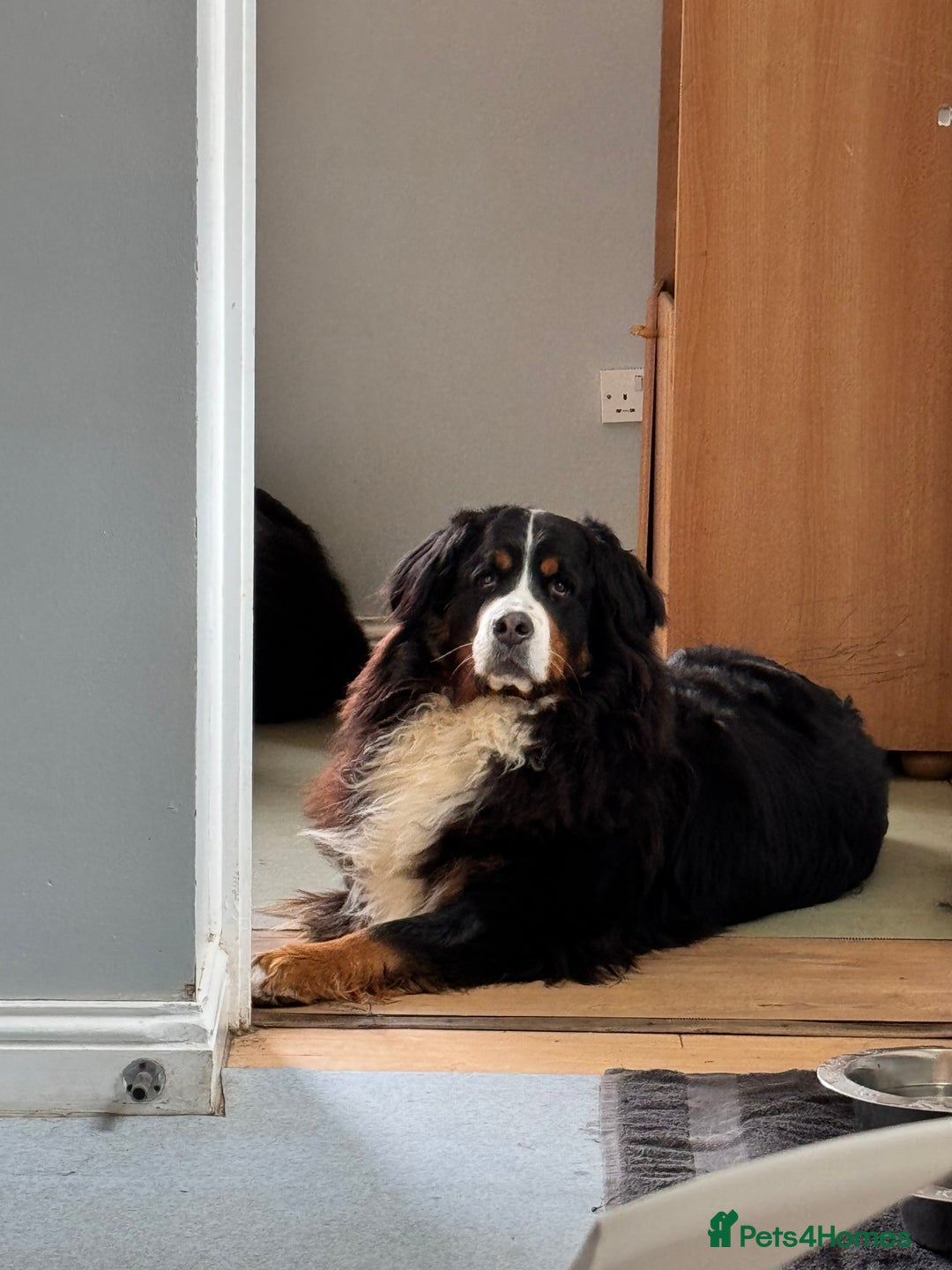 Bernese Mountain Dog dogs for sale: Stunning Pedigree Bernese Mountain Puppies - Advert 15