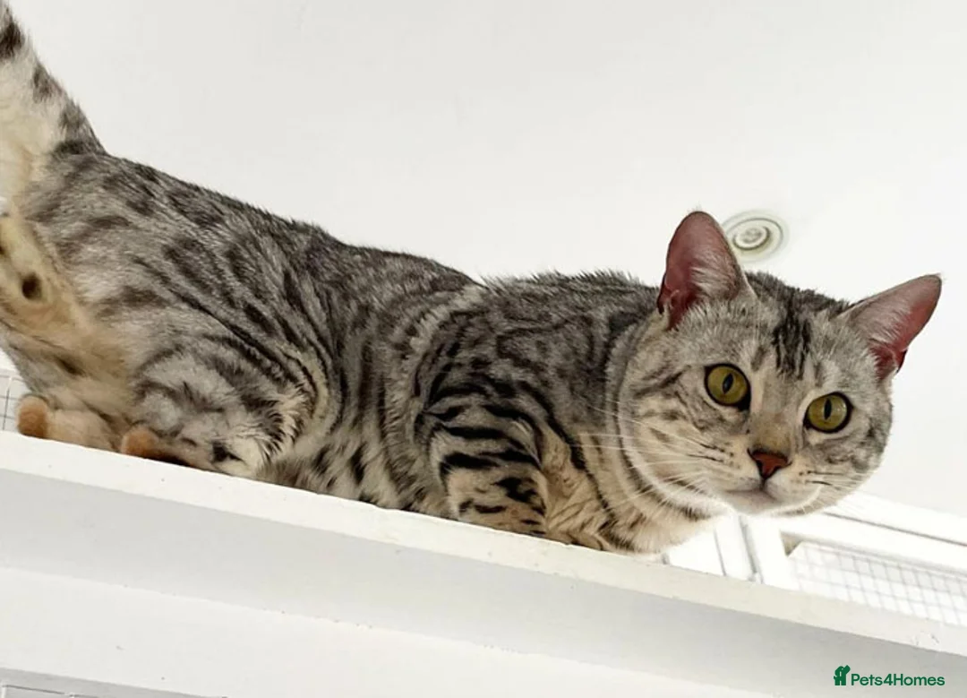 Bengal cats for stud: Sittingpretty Snazzy McJazzy - Advert 13