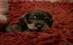 Dachshund dogs for sale: Gorgeous Wirehair Dachsund Pups - Image 12