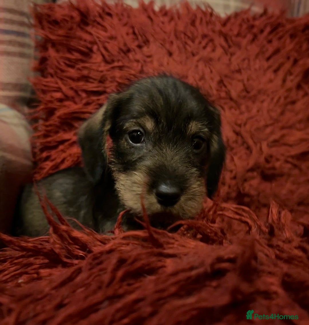 Dachshund dogs for sale: Gorgeous Wirehair Dachsund Pups - Image 12